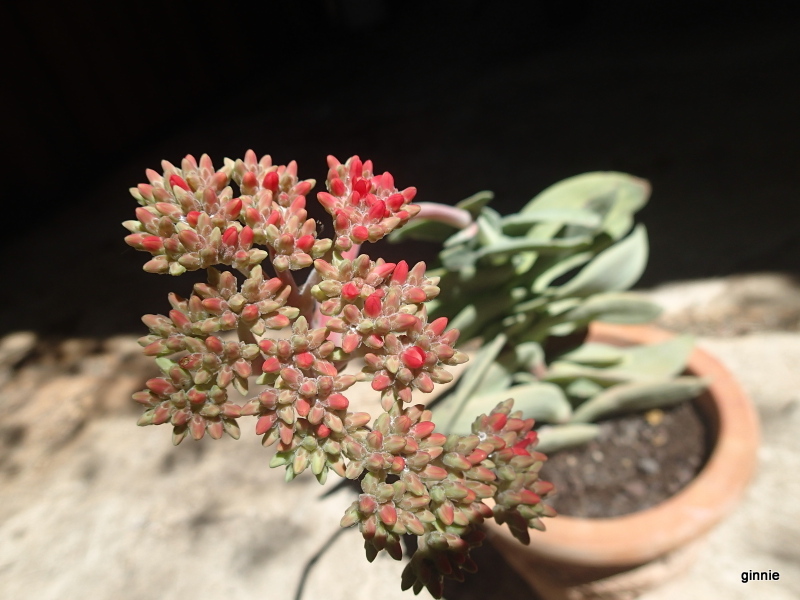 Crassula Falcata P7310910