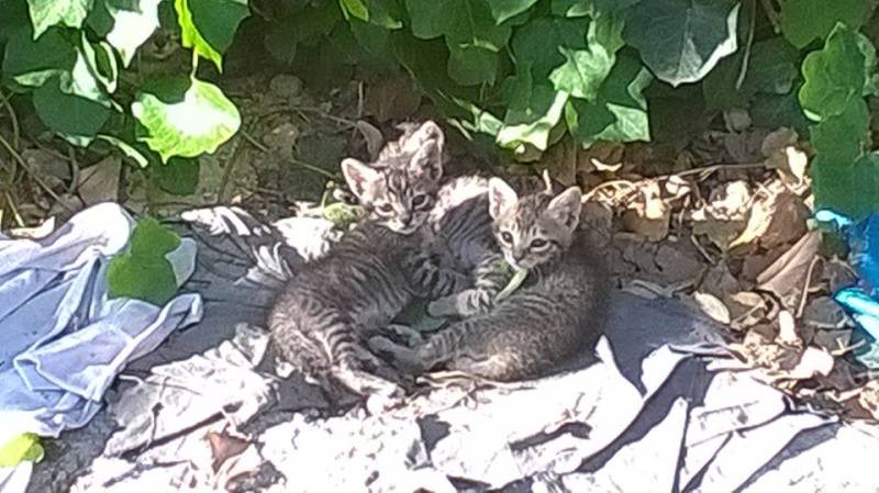 3 chatons d environ six semaines et leur maman à Marseille 10177910