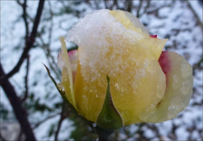 Premiers flocons de neige sur roses. 2014. Rose_n10