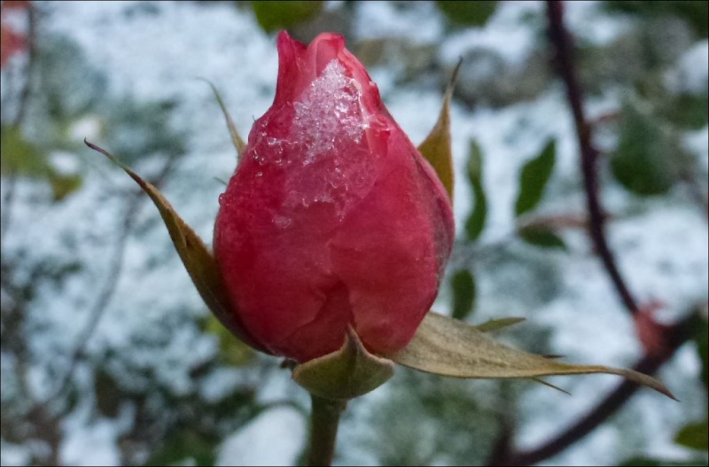 Premiers flocons de neige sur roses. 2014. Rose_n11