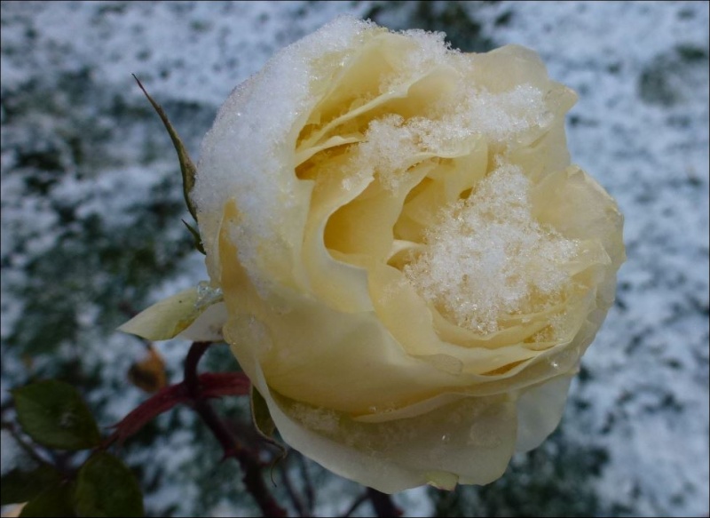 Premiers flocons de neige sur roses. 2014. Rose_n12