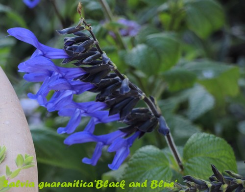 Salvia guaranitica - Page 3 Dscn3020