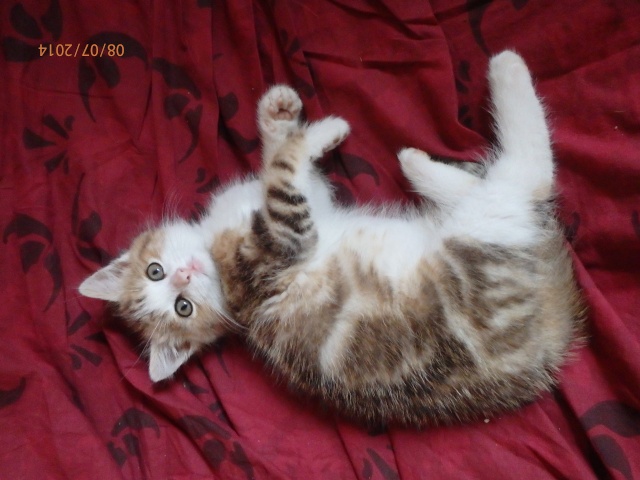 petit prince P7080310
