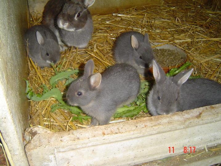 naissance de bbs lapins Dsc03633