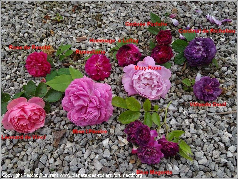 Des roses et des violets Dsc01210