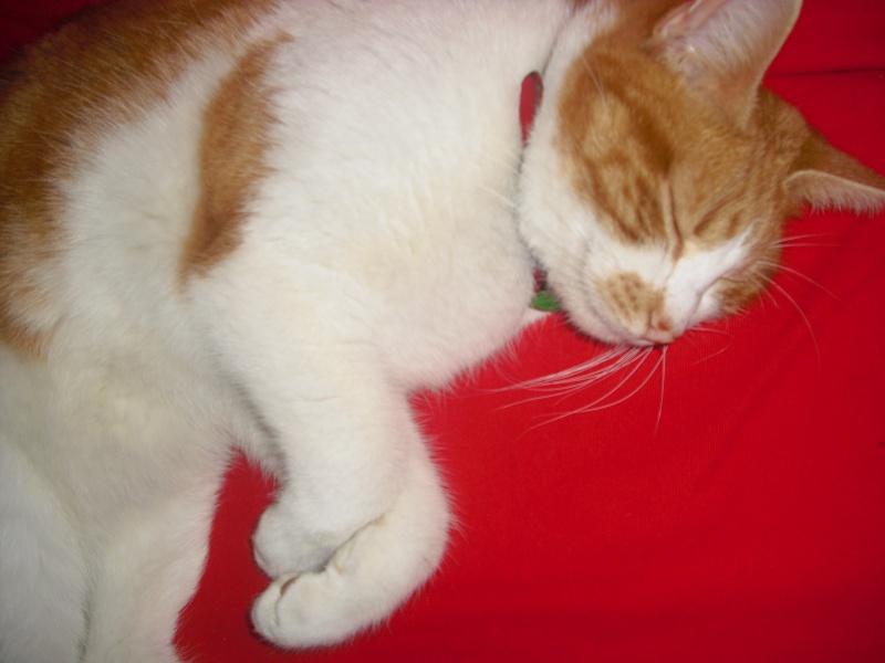 Perdu chat roux et blanc à Pibrac Cimg3410