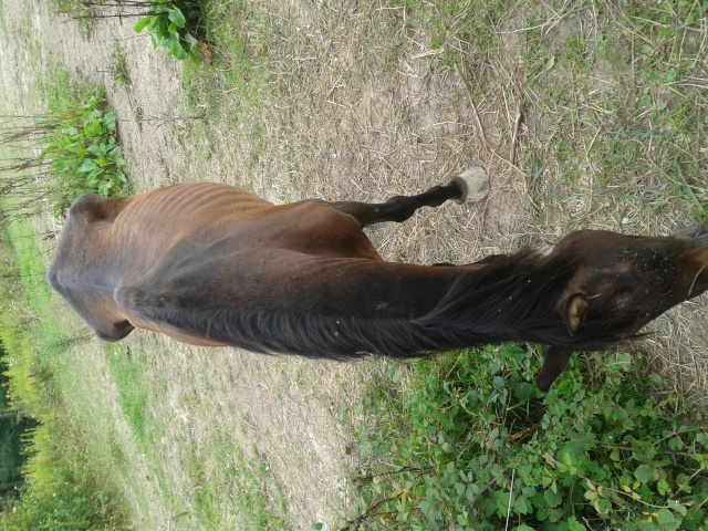 URGENT qui contacter en cas de manque soins à chevaux ?DU NOUVEAU  2014-010