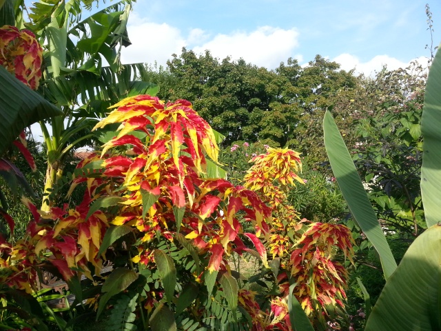 Amaranthus tricolor Splendens Perfecta 20140912