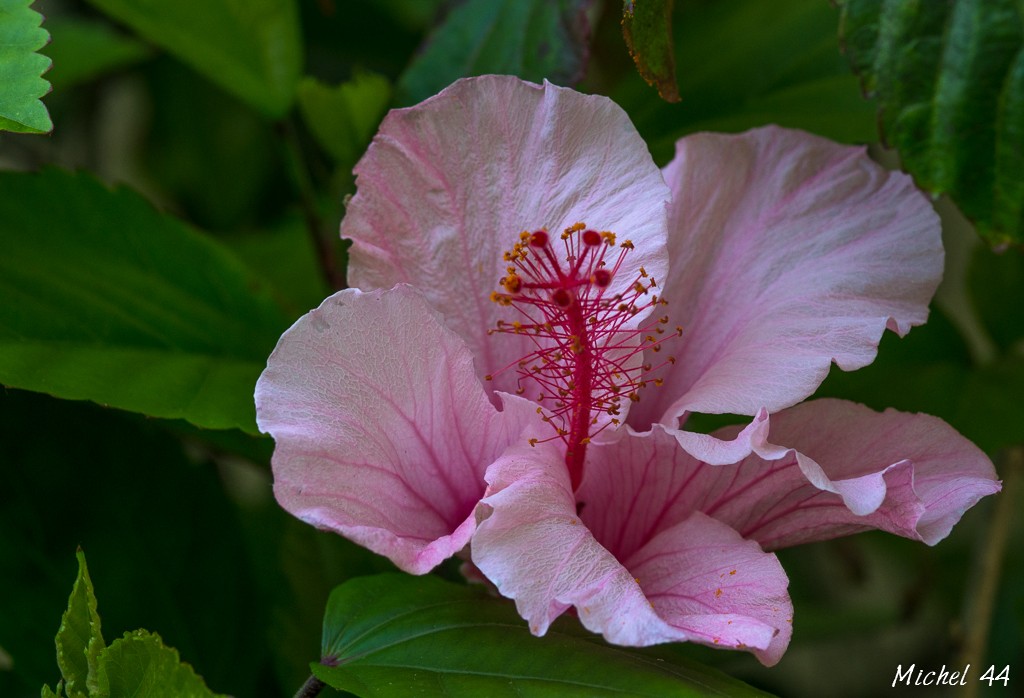 floraison de nos hibiscus. _igp8814