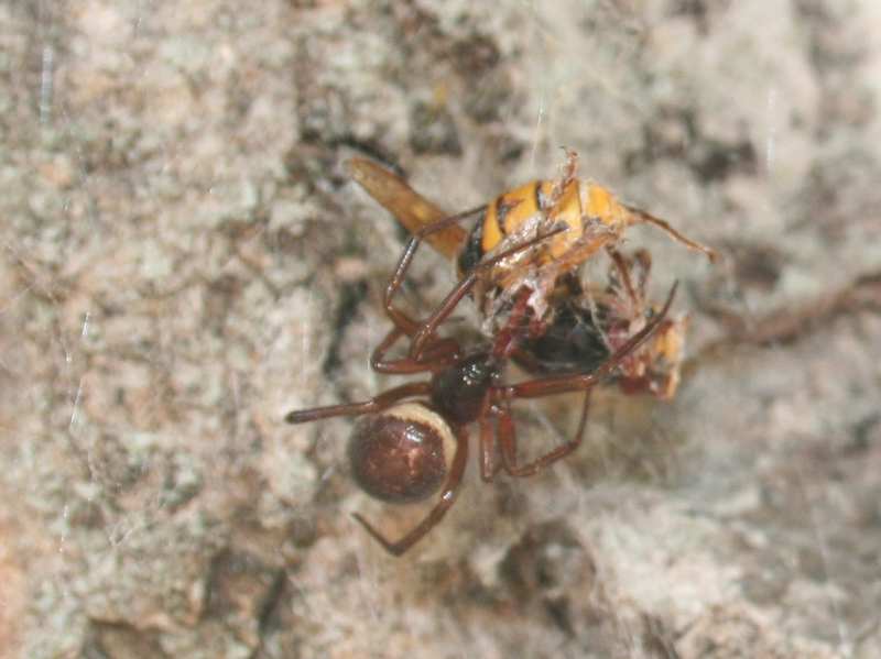 Araignée vs frelon Araign11