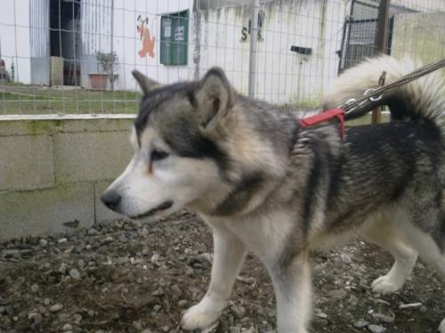 Eva femelle malamute 2 ans SPA65 ADOPTEE 198a5e11