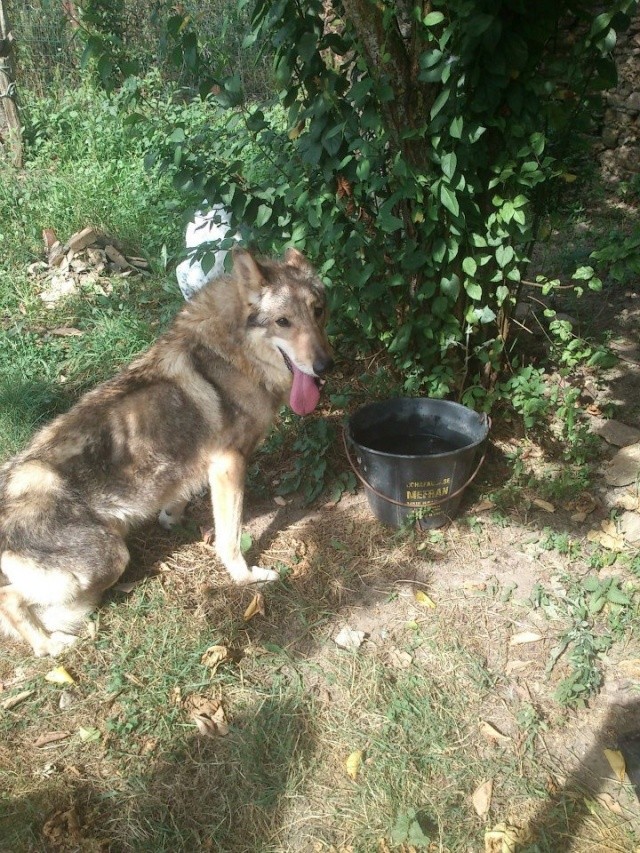   FALCO  A l 'aide...au secours pour ce chien squelettique ( vendée )ADOPTE F310