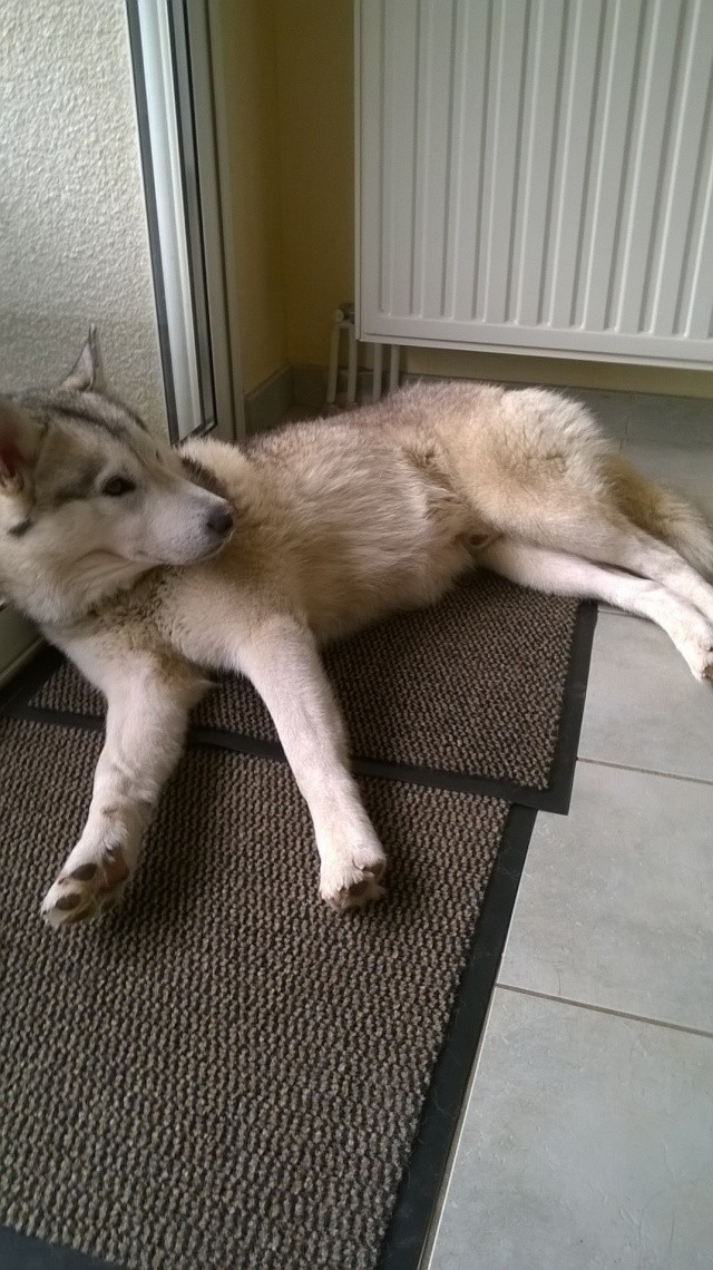 GEO Husky (m) 3 ans gentil et sportif ASSO24 ADOPTE Gyo_0210