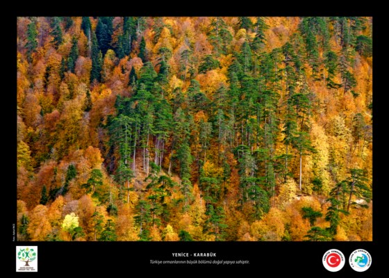 2011 Orman Yılı Sergisi Fotoğraf ve Afişleri 1310