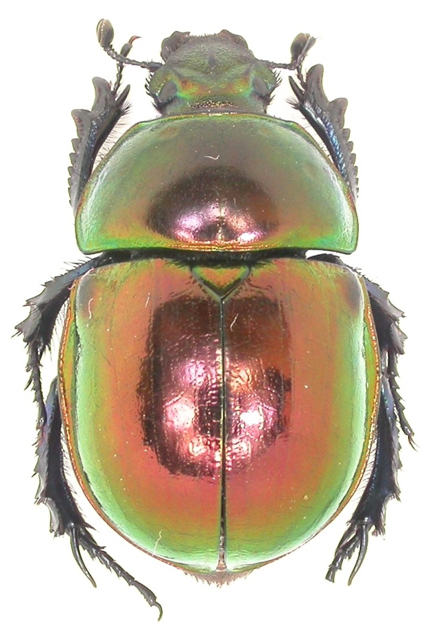 Trypocopris pyrenaeus, Galicia, Espagne Dscn3435