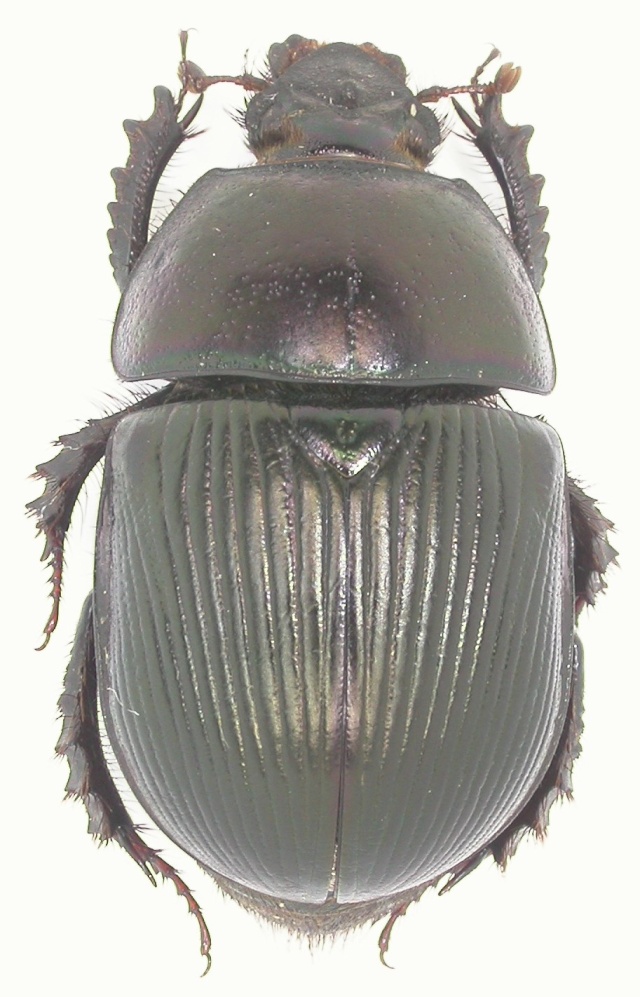 Geotrupes ibericus. Galicia, Espagne Dscn3510