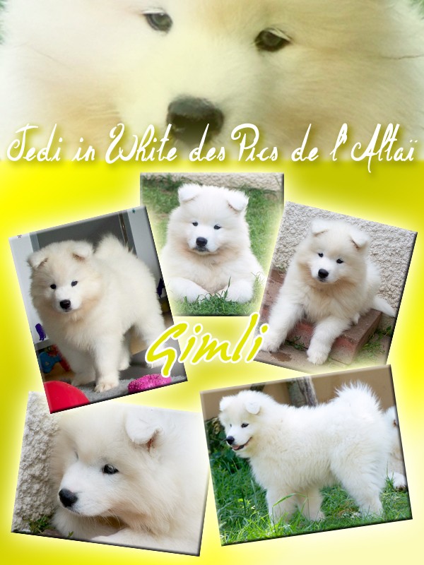 Les premiers chiots "Pics de l'Altaï" sont enfin là <3 Montag12