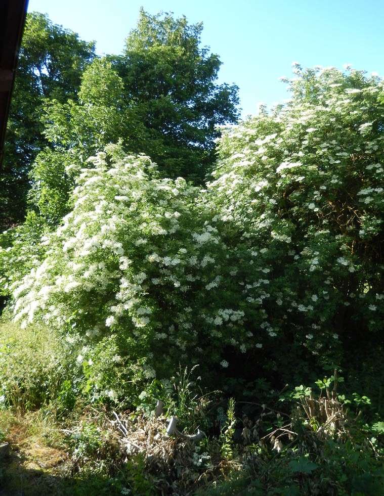 Comment vont nos fleurs ? 2014-218