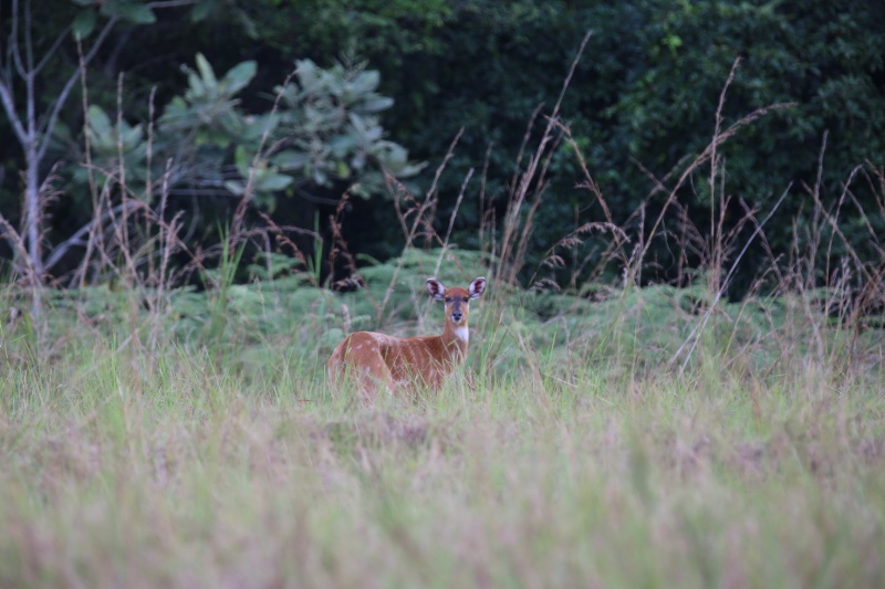 3000 kms à travers le Gabon Os2a1513