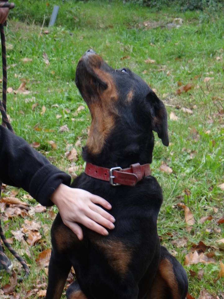 femelle - mega urgence pour ERA femelle rottweiler de 5 ans (22) 10850110