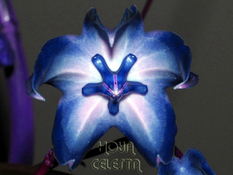 Ellived Nob - specii cu flori albastre Img_8710
