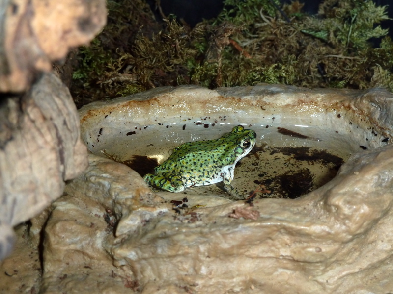 Bufo debilis Photot18