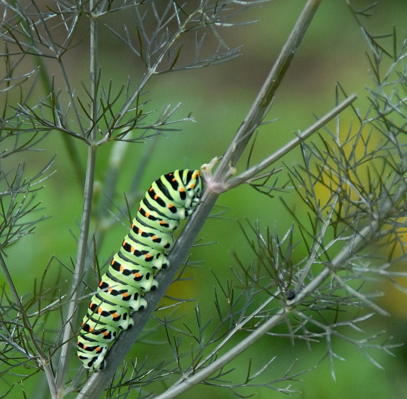 Chenille du machaon retouche Dsc_0116