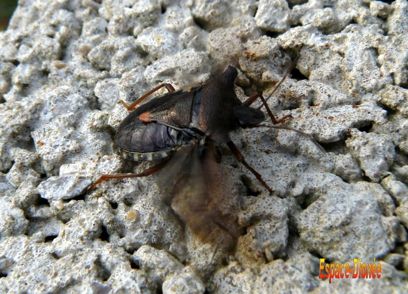 photos d insectes - Page 2 P1030217