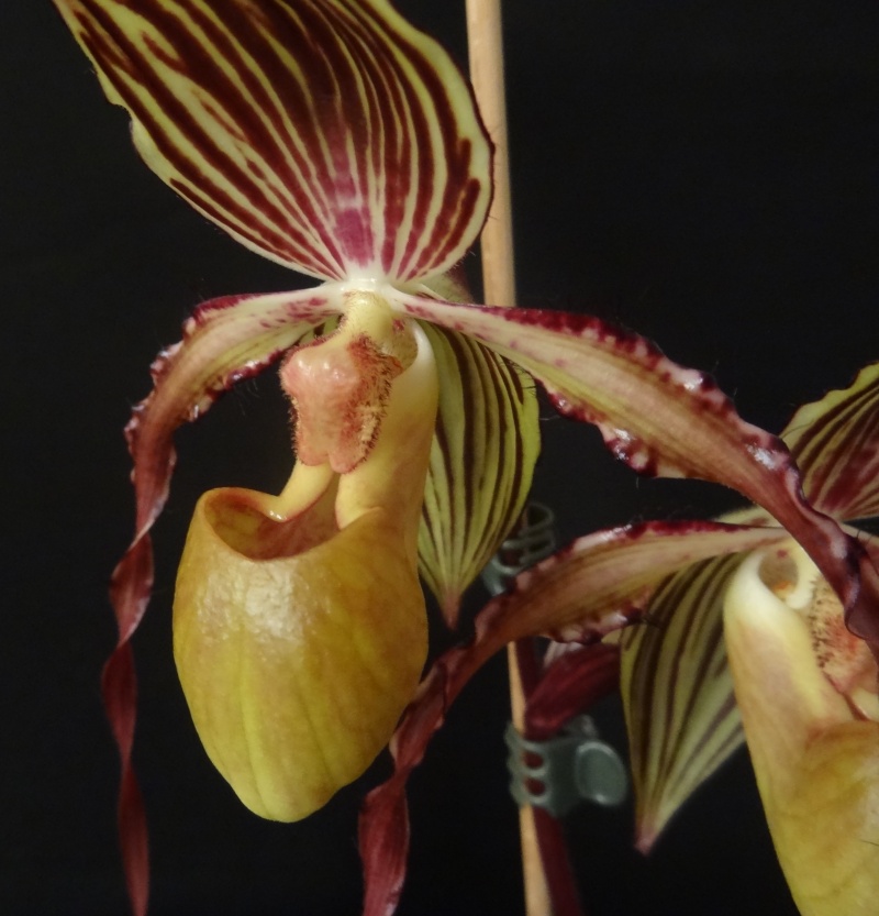 Paphiopedilum Michael Koopowitz Mkopo410