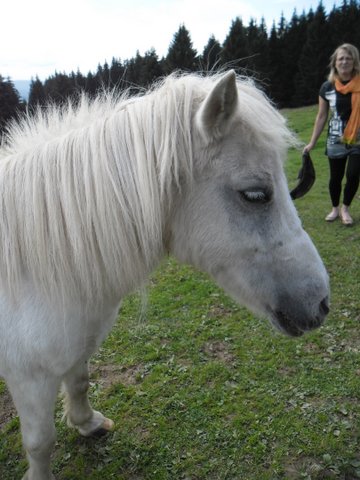 PRISCA - ONC poney typée Shetland née en 1990 - adoptée en septembre 2010 par Delphine - Page 3 Sam_1417