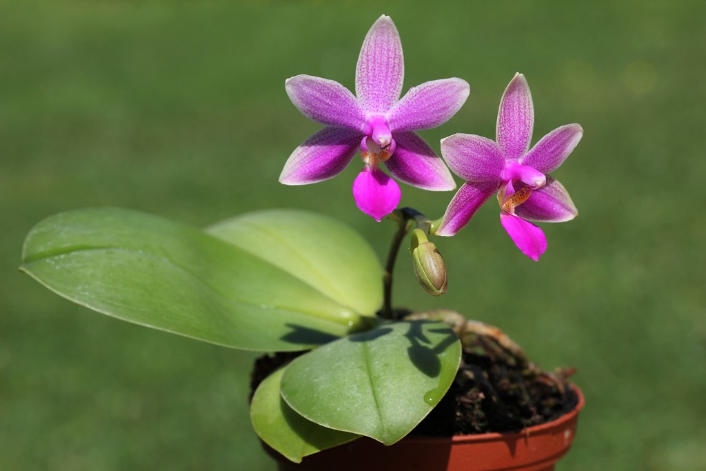 Phalaenopsis bellina X lindenii Vilind10