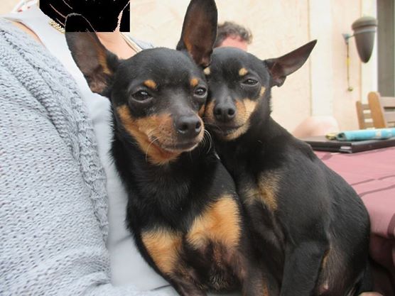 Marla et Junior, 2 adorables ratiers de Prague, adoptables ensemble 10152510