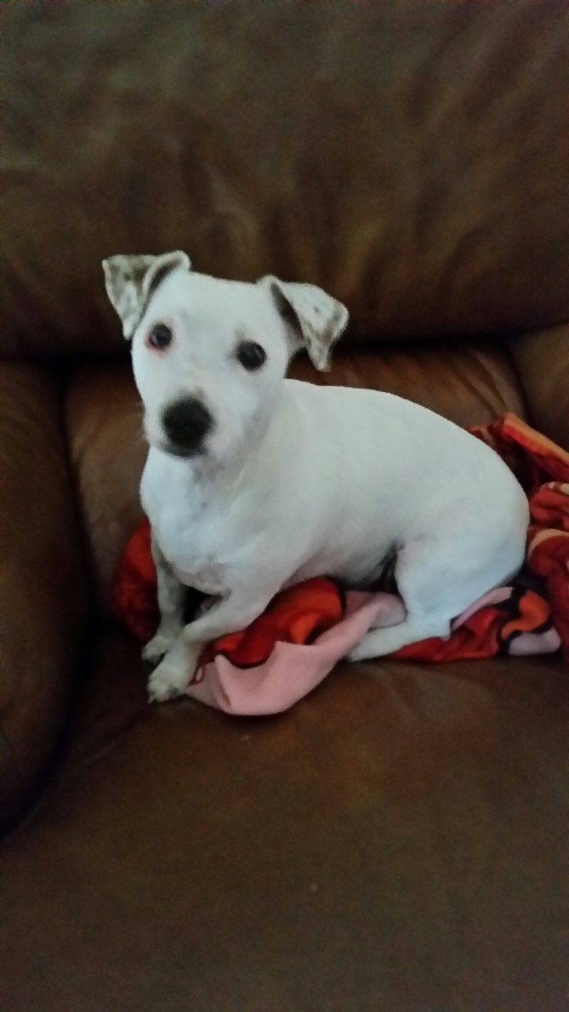 Princesse,jack russel,2 ans Prince10