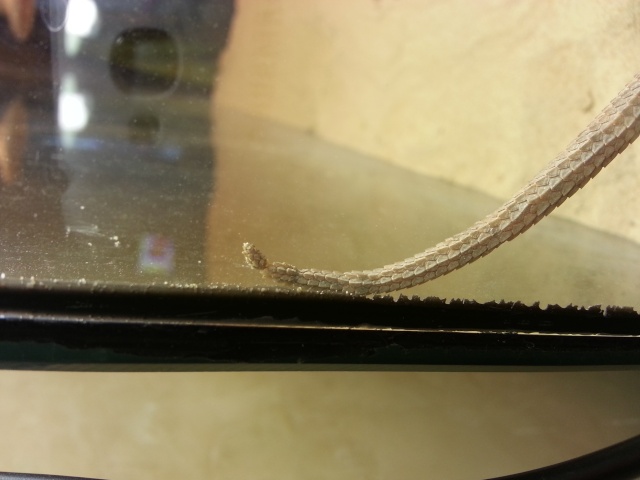 sauvetage d'un pogona - Page 2 20140914
