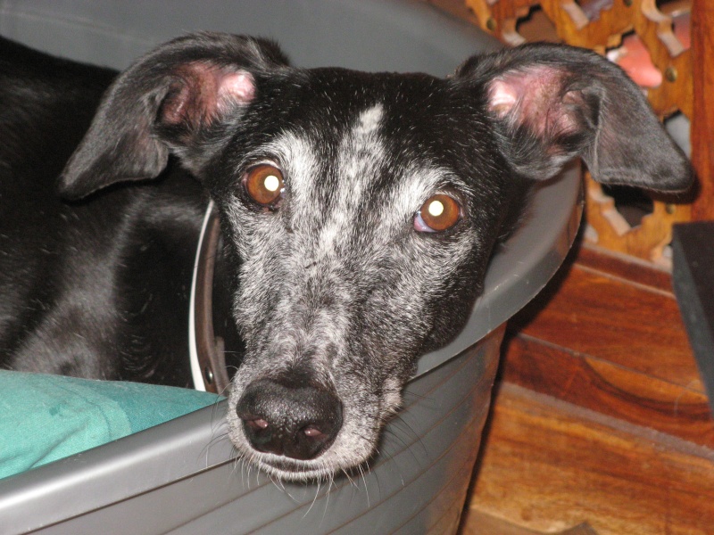 Milo galgo Scooby France – Adopté ! - Page 3 Img_5519