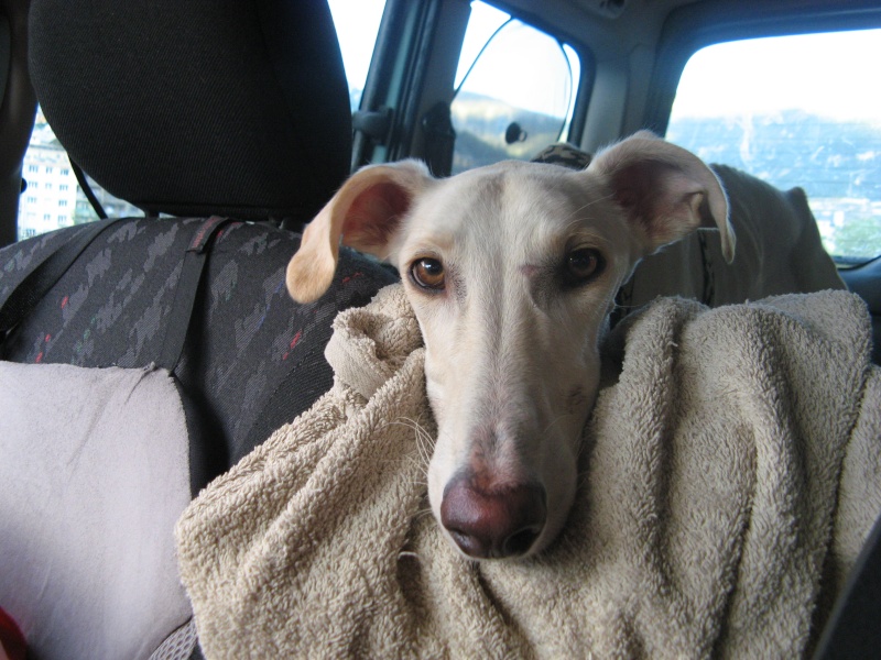 Milo galgo Scooby France – Adopté ! - Page 3 Img_5522