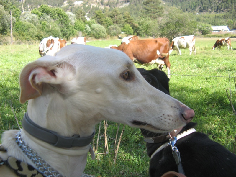 Milo galgo Scooby France – Adopté ! - Page 3 Img_5523
