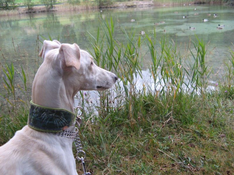 Milo galgo Scooby France – Adopté ! - Page 4 Img_5613