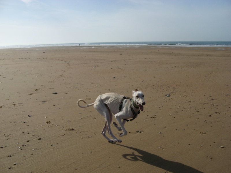 Milo galgo Scooby France – Adopté ! - Page 8 Img_5917