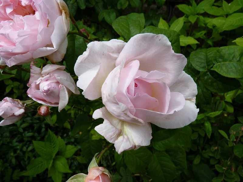 "la rose des prairies" P1050149