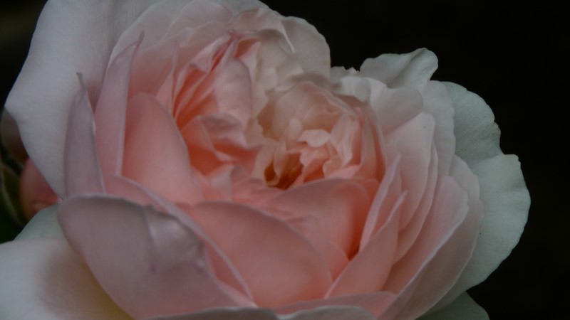 "la rose des prairies" P1050151
