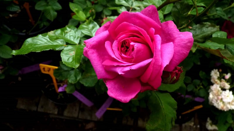 "la rose des prairies" P1070687