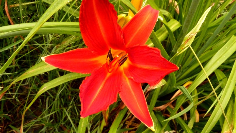 Hemerocalle,Hemerocallis - Page 31 P1070918