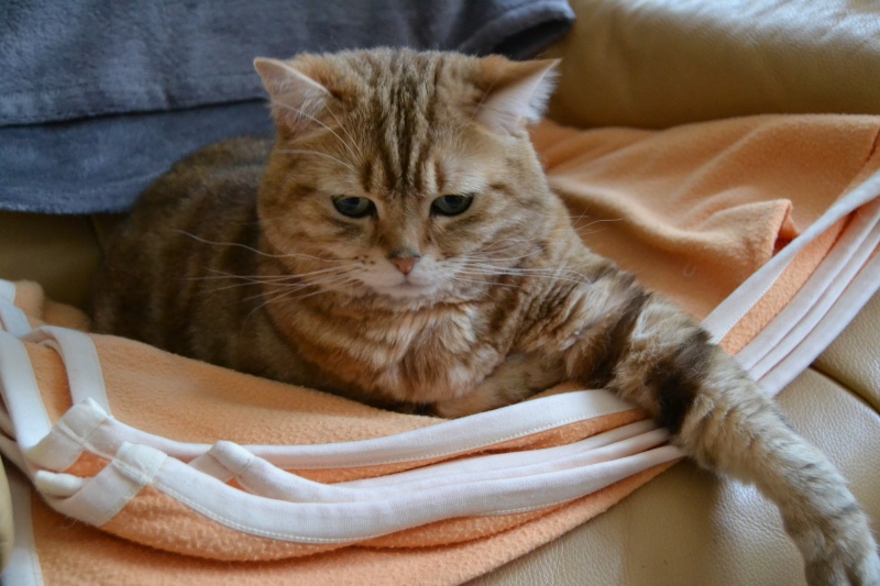 Ma famille de britishs shorthair Dsc_0510