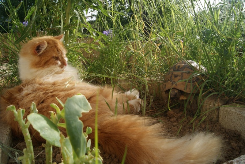 Mirabelle ! Dsc00813