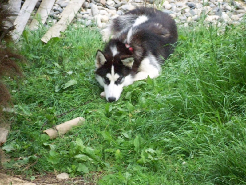 les trois loups Portra10