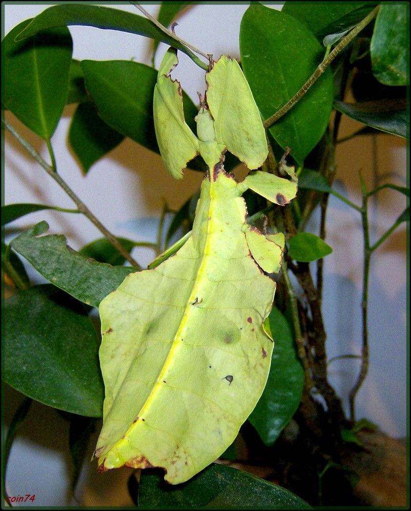 Phyllium - Pulchriphyllium giganteum (PSG n°072) (CLP n°069) Essai_18