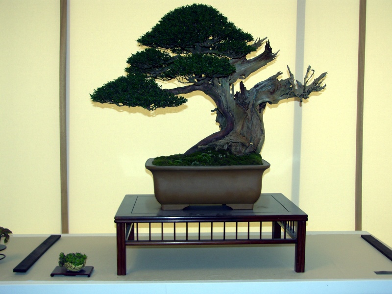 IV CONCURSO NACIONAL MUSEO BONSAI ALCOBENDAS Sh100913