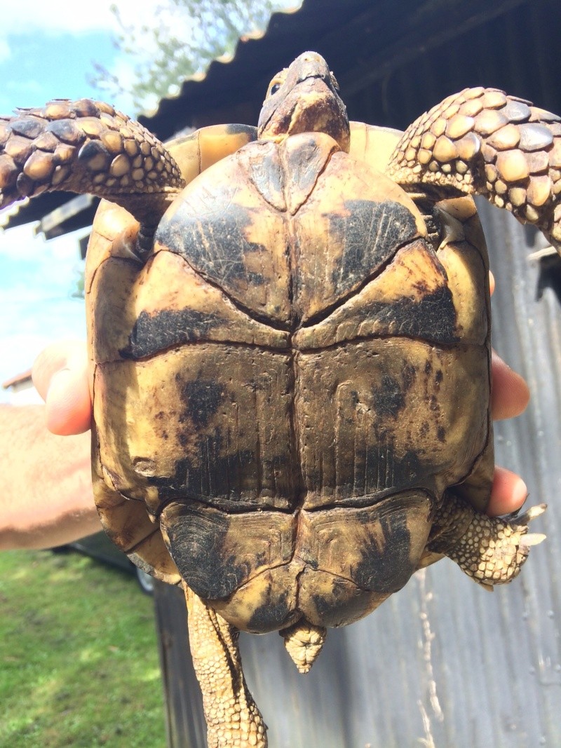 Sauvetage d'une tortue: âge, espèce?  19256510