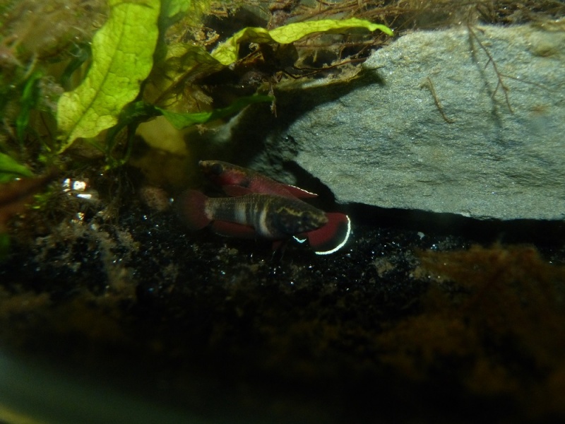 Betta channoides 210